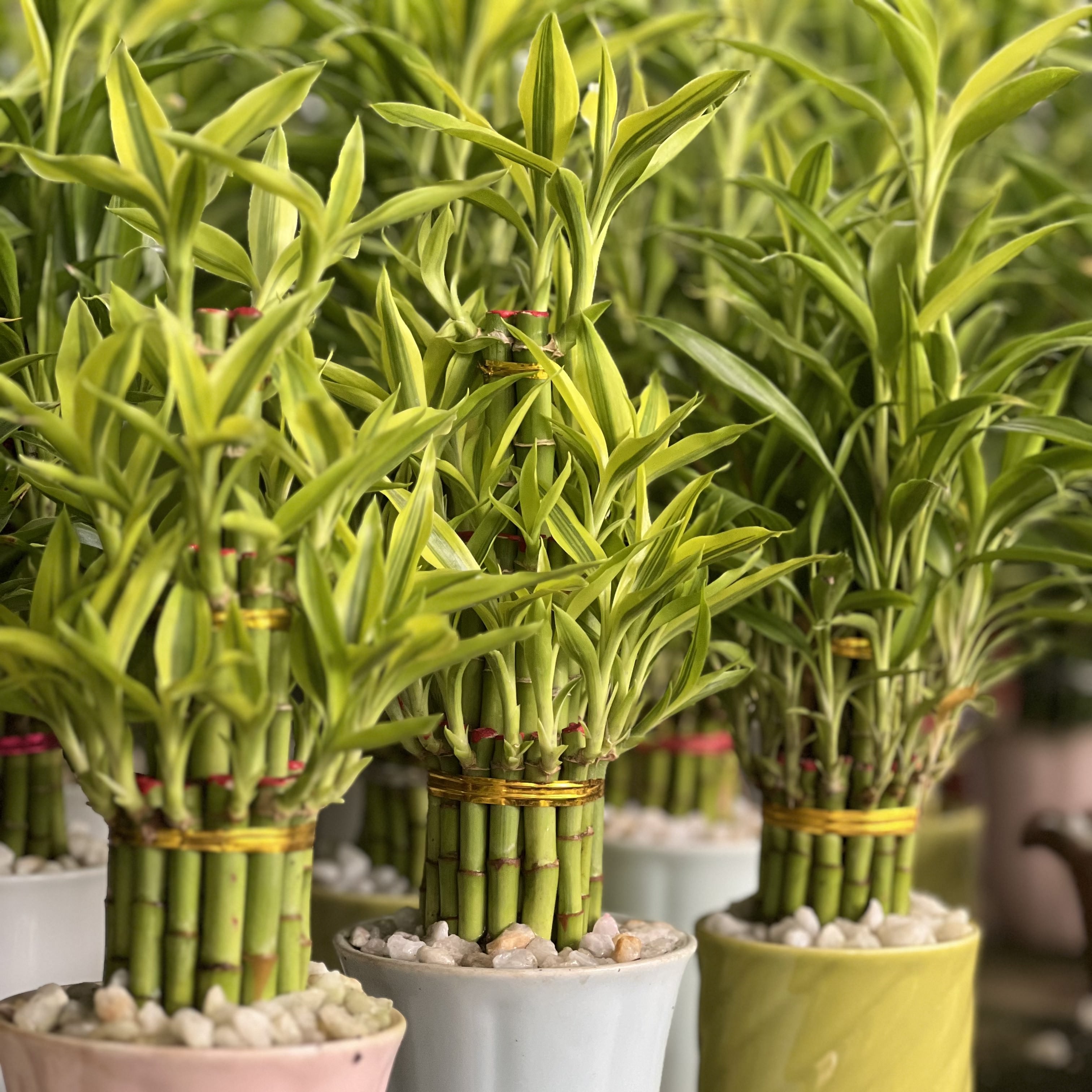 লাকি ব্যাম্বু (Lucky Bamboo) – মাঝারি সেটআপ (Medium)
